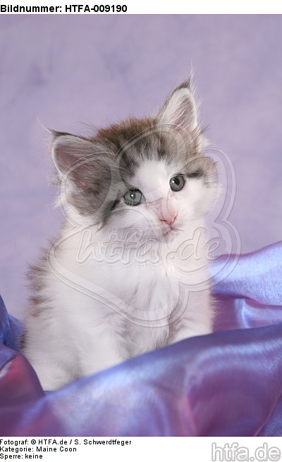 sitzendes Maine Coon Kätzchen / sitting maine coon kitten / HTFA-009190