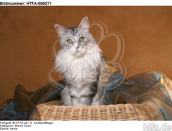 sitzende Maine Coon / sitting Maine Coon / HTFA-009271