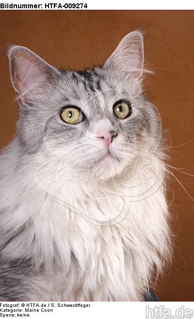 Maine Coon Portrait / HTFA-009274