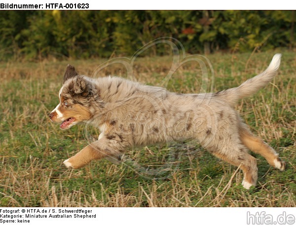 Miniature Australian Shepherd Welpe / miniature australian shepherd puppy / HTFA-001623