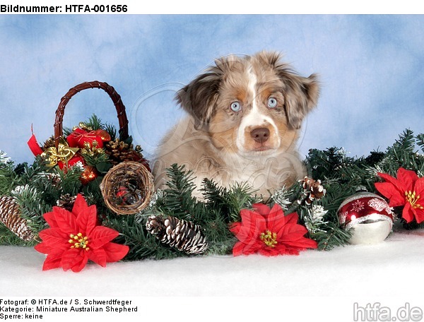 Miniature Australian Shepherd Welpe / miniature australian shepherd puppy / HTFA-001656