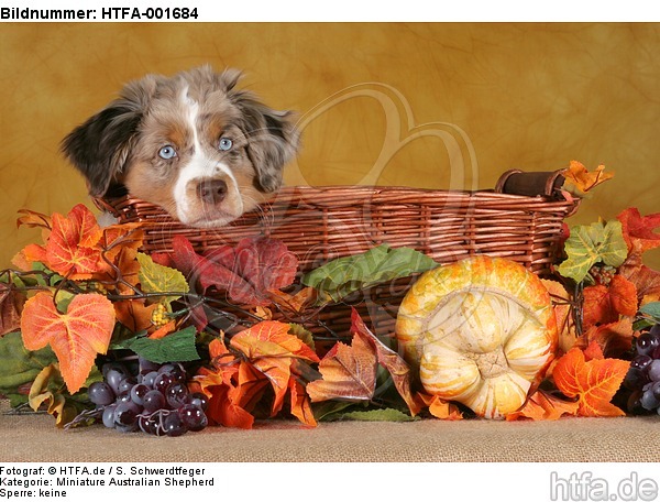 Miniature Australian Shepherd Welpe / miniature australian shepherd puppy / HTFA-001684