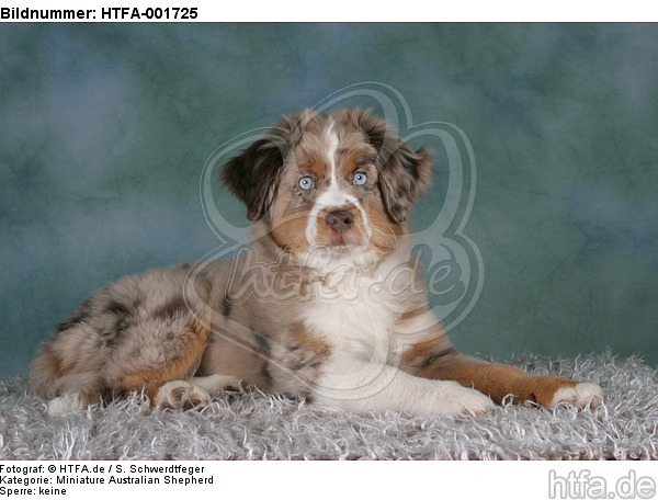 Miniature Australian Shepherd Welpe / miniature australian shepherd puppy / HTFA-001725