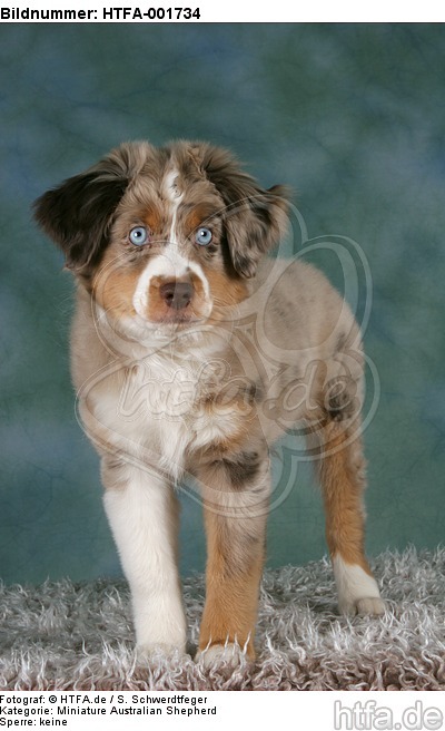 Miniature Australian Shepherd Welpe / miniature australian shepherd puppy / HTFA-001734