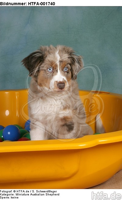 Miniature Australian Shepherd Welpe / miniature australian shepherd puppy / HTFA-001740