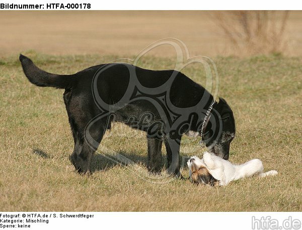 Mischling und Rarson Russell Terrier / mongrel and Rarson Russell Terrier / HTFA-000178