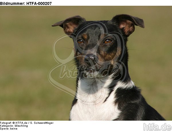 Mischling Portrait / mongrel portrait / HTFA-000207