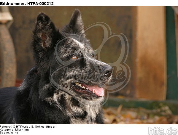 Mischling Portrait / mongrel portrait / HTFA-000212