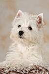 liegender West Highland White Terrier Welpe / lying West Highland White Terrier Puppy