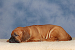 Rhodesian Ridgeback Welpe / rhodesian ridgeback puppy