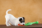 spielender Parson Russell Terrier Welpe / playing PRT puppy