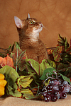 Abessinier / abyssinian cat