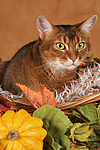 Abessinier / abyssinian cat