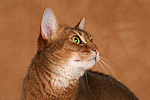 Abessinier / abyssinian cat