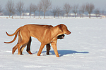 2 Rhodesian Ridgebacks im Schnee / 2 Rhodesian Ridgebacks in snow