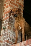 Rhodesian Ridgeback