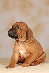 Rhodesian Ridgeback Welpe / rhodesian ridgeback puppy