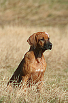 Rhodesian Ridgeback Welpe / rhodesian ridgeback puppy