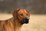 Rhodesian Ridgeback