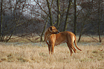 Rhodesian Ridgeback