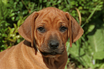 Rhodesian Ridgeback Welpe / rhodesian ridgeback puppy