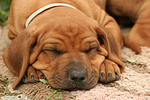 Rhodesian Ridgeback Welpe / rhodesian ridgeback puppy