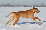 rennender Rhodesian Ridgeback / running Rhodesian Ridgeback