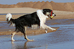 spielender Border Collie am Strand / playing Border Collie at beach