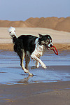 spielender Border Collie am Strand / playing Border Collie at beach