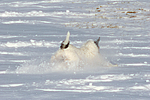 Parson Russell Terrier rennt durch den Schnee / prt running through snow