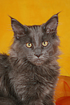 junge Maine Coon / young maine coon