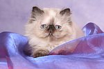 liegendes Perser Colourpoint Kätzchen / lying persian colourpoint kitten