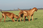 Rhodesian Ridgebacks