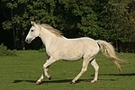 Sachsen Anhaltiner Warmblut / horse