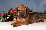 Rhodesian Ridgeback Welpe / rhodesian ridgeback puppy