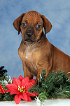 Rhodesian Ridgeback Welpe / rhodesian ridgeback puppy