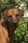 Rhodesian Ridgeback