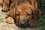 Rhodesian Ridgeback Welpe / rhodesian ridgeback puppy