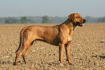 Rhodesian Ridgeback