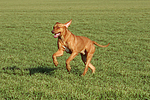 rennender Rhodesian Ridgeback / running Rhodesian Ridgeback