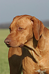 Rhodesian Ridgeback Portrait