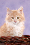 Maine Coon Kätzchen Portrait / maine coon kitten portrait