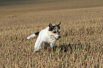 rennender Parson Russell Terrier / running PRT