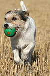 spielender Parson Russell Terrier / playing PRT