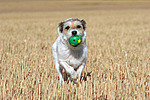 spielender Parson Russell Terrier / playing PRT