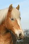 Haflinger Portrait / haflinger horse portrait