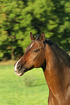 Warmblut Portrait / warmblood portrait