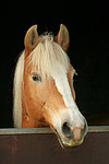 Haflinger Portrait / haflinger horse portrait