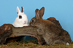 Zwergkaninchen / dwarf rabbits