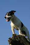 Jack Russell Terrier